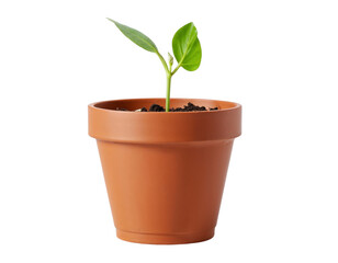 small plant in a pot