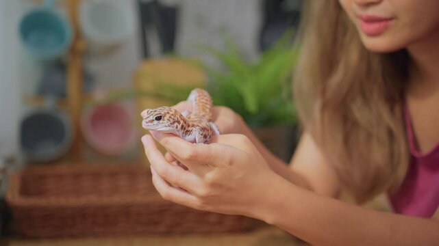 Close up of female owner play with her leopard gecko in kitchen at home. 