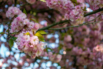 View of sakura branches strewn with pink blooming flowers