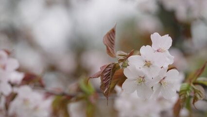 cherry blossom on a cloudy spring day