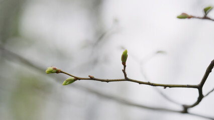 shot of first buds on a maple tree