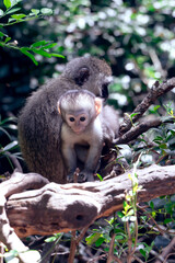A close-up of a vervet monkey baby (Chlorocebus pygerythrus) in Monkeyland Primate Sanctuary. South Africa.