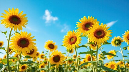 A vibrant field of sunflowers in full bloom, exuding joy and positivity, under a bright blue sky with a few wispy, white clouds.