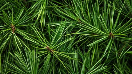 Fototapeta premium Pine Tree Needles Close-Up, Evergreen Branch Detail