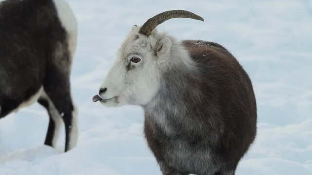 A Dall sheep herd endures the harsh winter of Yukon, Canada, where deep snow blankets the rugged alpine slopes. A compelling scene of North American wildlife in survival mode.