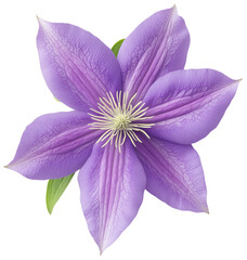 Fototapeta premium Beautiful Purple Flower with Delicate Petals and Green Leaves, isolated on transparent background.