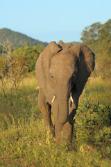 Obraz premium Afrikanischer Elefant / African elephant / Loxodonta africana