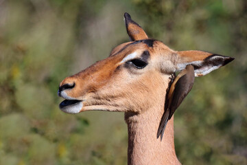 Schwarzfersenantilope / Impala / Aepyceros melampus