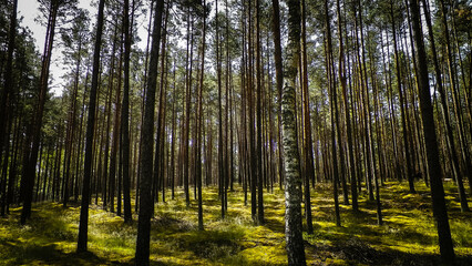 Obraz premium Landscape of Tuchola Forest, South Kashubia, Poland.
