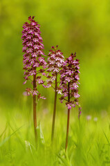 Fototapeta premium Spectacular display of purple lady orchids (orchis purpurea) in full bloom. Unique meadow organically farmed with blooming meadow flowers lady orchid, Orchis purpurea. 