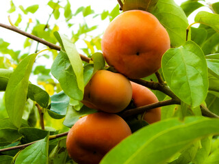 Close up of orange khaki fruits on tree branch.