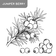 Juniper berry sketch drawing. Isolated berries and branch with juniper berries. Design element for packaging, poster, label, flyer, menu. Beauty and spa, cosmetic ingredient © Julisart