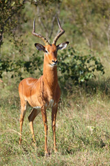 Naklejka premium Schwarzfersenantilope / Impala / Aepyceros melampus