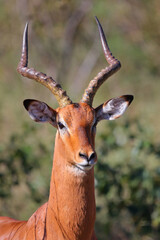 Schwarzfersenantilope / Impala / Aepyceros melampus