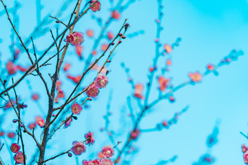 鋸山で見る美しい大仏と梅