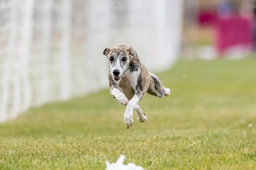 Purebred Whippet Sight Hound Running Lure Course Sprint Dog Sport
