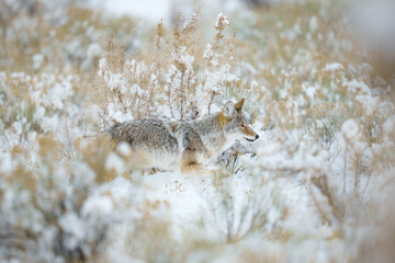 Coyote Walking Through Yellowstone Sagebrush