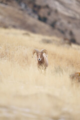 Bighorn Sheep Ram Walking Through Dry Grass