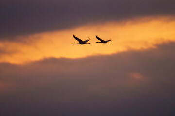 Silhouette of Sandhill Cranes at Sunset