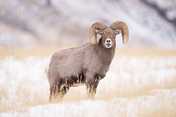 Bighorn Sheep Ram With Flehmen Response