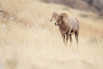 Bighorn Ram Sheep Grazing in Montana