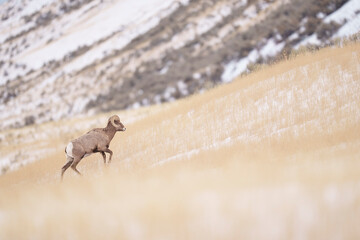 Bighorn Sheep Ram Walks Up Grassy Hill in Montana