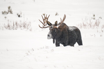 Yellowstone Bull Moose Alces Alces in Winter