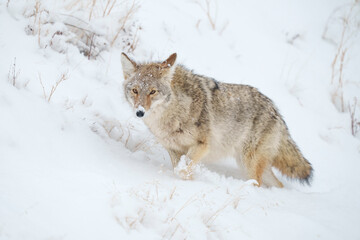 Naklejka premium Coyote Walking Through Deep Snow in Yellowstone