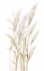 Illustration of pampas grass brunches on white background