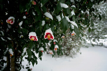 Snow-covered camellia flowers blooming in a rare winter scene
