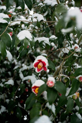 Snow-covered camellia flowers with red petals in a rare winter scene