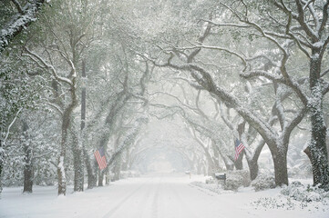 Snow-covered oak-lined street in Magnolia Springs, Alabama