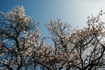 Fototapeta premium A blooming almond tree in warm spring sunshine