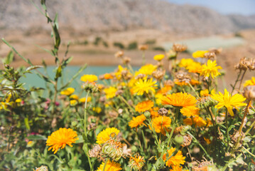 A flower patch overlooking a lake in Laqlouq, Lebanon