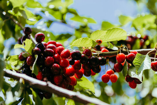 A bundle of ripe cherris on a tree