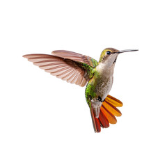 Fototapeta premium Vibrant Hummingbird in Mid-flight Action