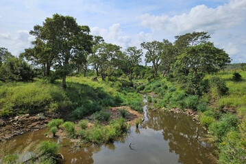 Afrikanischer Busch - Kr&uuml;gerpark - Silolweni River / African Bush - Kruger Park - Silolweni River /