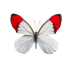 Obraz premium Elegant Butterfly with Pink and White Wings