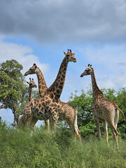 Giraffe / Giraffe / Giraffa camelopardalis