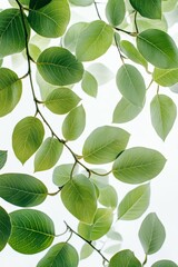 Obraz premium Fresh Green Leaves Against Soft Light Background for Natural and Eco-Friendly Themes