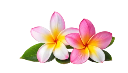 Gardinen plumeria flower png © Mitu321