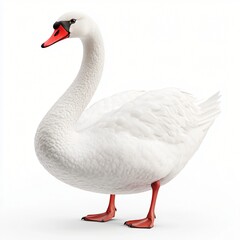 Obraz premium Elegant White Swan Bird Graceful Posture Detailed Feathers Isolated on White Background