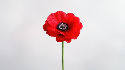 Obraz premium Red poppy flower against white background, studio shot, floral design
