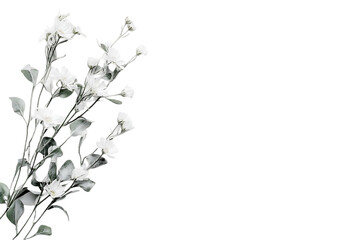 White flowers bouquet, black background, still life, for greeting card design or wallpaper