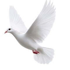 Fototapeta premium White dove in flight against black background. Possible use for peace, freedom, or religious imagery