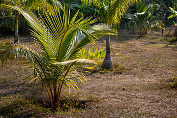 Obraz premium Garden of a Holiday Home in Goa, India