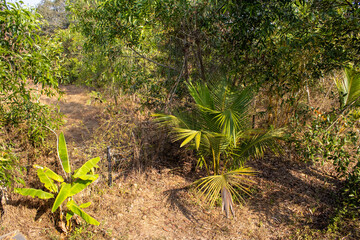 Garden of a Holiday Home in Goa, India