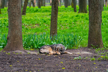 A stray dog rests peacefully in a green park, surrounded by trees and fresh spring foliage.
