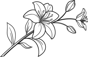 Elegant Line Drawing of a Lily Flower Branch