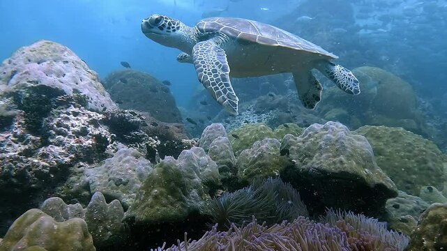 Juvenile green sea turtle (Chelonia mydas) gracefully glides above a vibrant reef at Sail Rock, Thailand